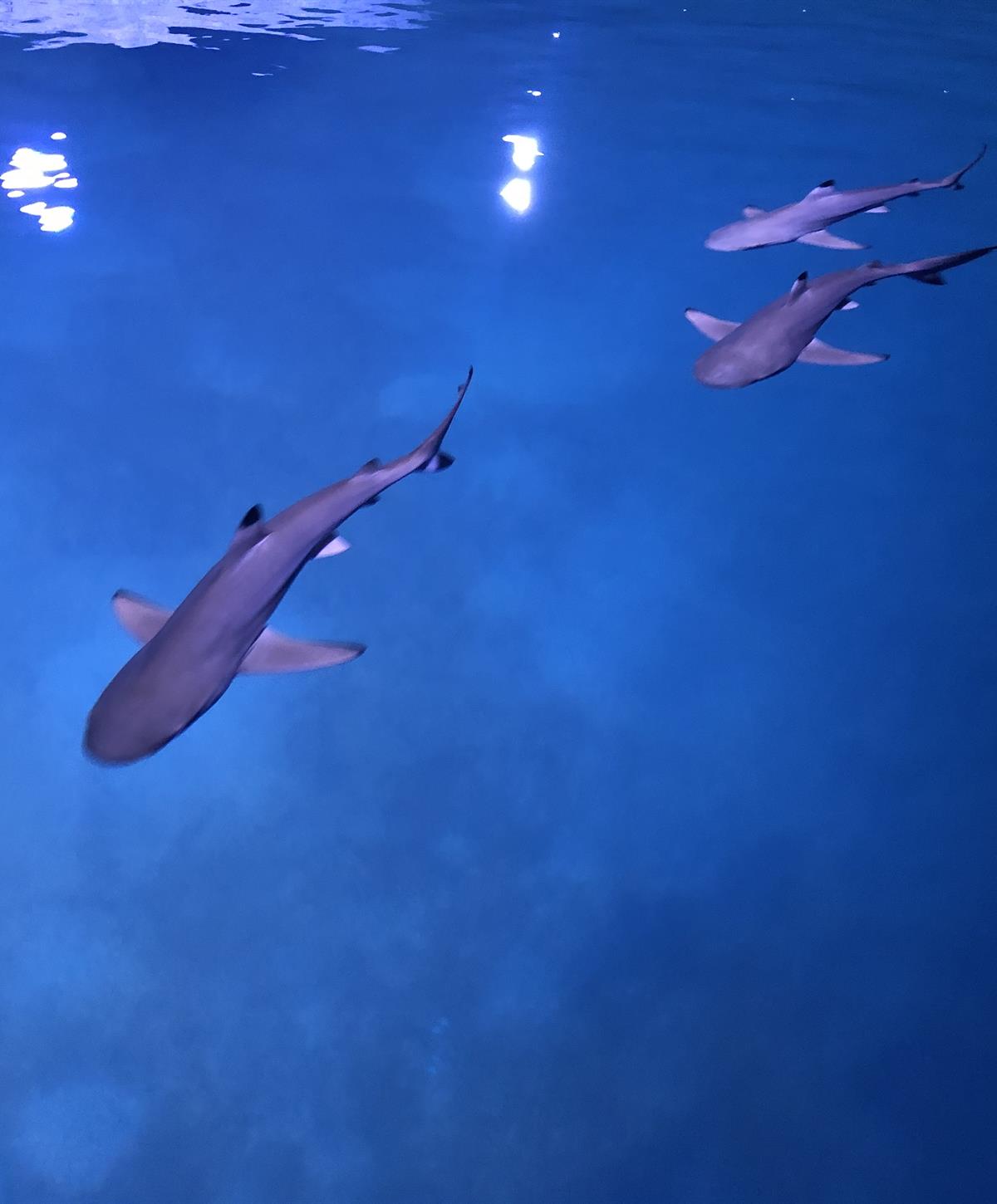 Aquaria Phuket aquarium and attraction experience